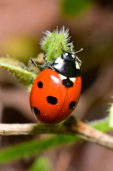Kuzey Kafkasya 'nın eteklerinde böğürtlen renkli bir Rubus Fruticosus' un siyah yaprağının üzerinde oturan kırmızı Coccinella septempunctata.                              