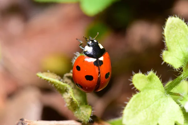 在北高加索山麓的黑莓绿叶上 小红考契尼 Coccinella Septempunctata 的特写 — 图库照片