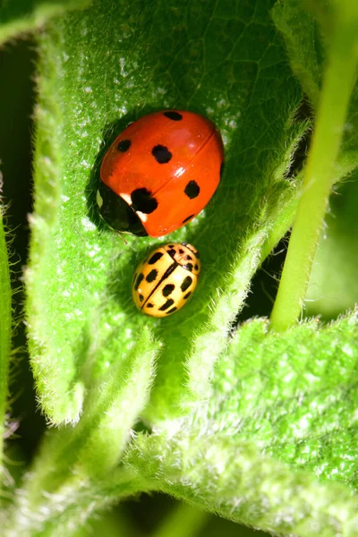  Genç bahar kırmızı Coccinella septempunctata ve sarı uğur böceği Psyllobora Isırgan otu Lamium albümünün yeşil yaprağında Kuzey Kafkasya 'nın eteklerinde                             