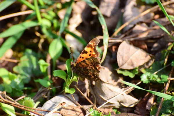 Закриття Весняного Кавказького Мотелю Polygonia Album Butterfly Seat Grass Forest — стокове фото