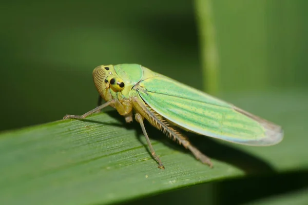 Macro Green Cicada Cicadella Viridis Long Paws Green Leaf Foothills — Stock Photo, Image