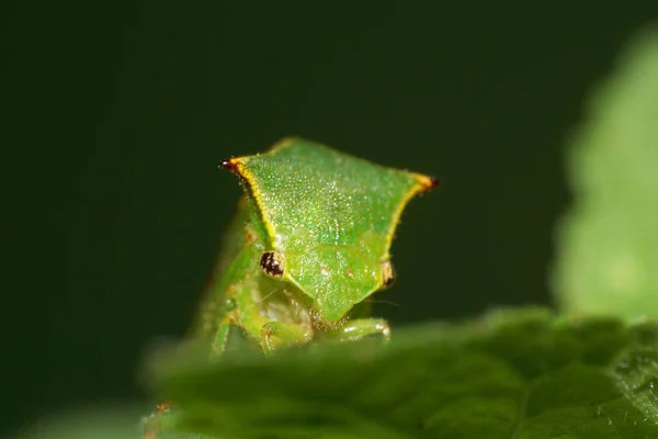 Macro Uitzicht Vanaf Voorkant Van Een Groene Cicade Stictocephala Bisonia — Stockfoto