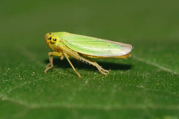 Зблизька Зеленої Цикади Cicadella Viridis Довгими Лапами Великими Очима Сидять — стокове фото