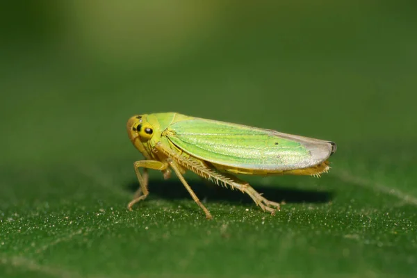 Macro Vista Laterale Una Cicala Verde Cicadella Viridis Con Lunghe — Foto Stock