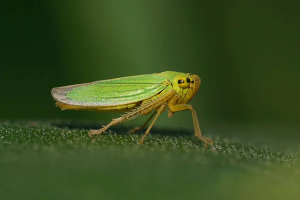 Макро Вид Зелену Цикаду Cicadella Viridis Довгими Ногами Великими Очима — стокове фото
