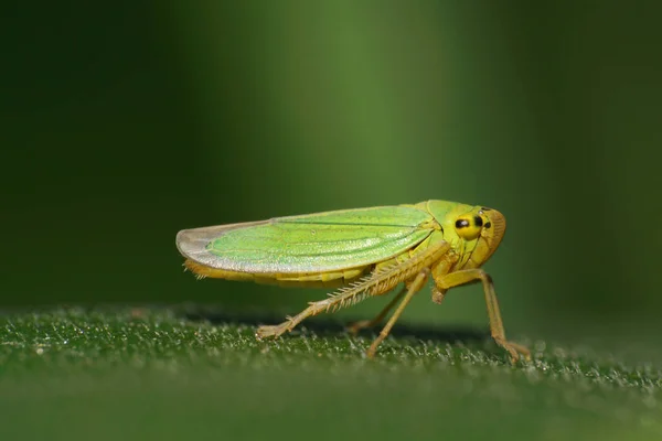 Close Side View Green Cicada Cicadella Viridis Long Legs Large — Stock Photo, Image