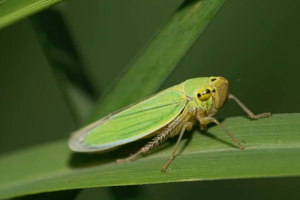 Macro Front View Green Cicada Cicadella Viridis Long Paws Sitting — Stock Photo, Image