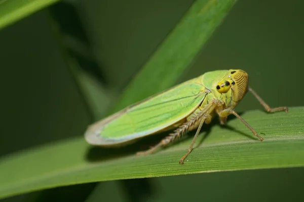 Close Front View Green Cicada Cicadella Viridis Long Paws Sitting — Stock Photo, Image