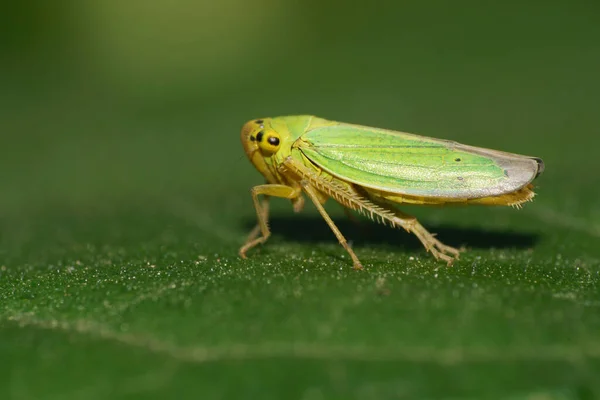 Vista Lateral Perto Uma Cigarra Verde Cicadella Viridis Com Pernas — Fotografia de Stock