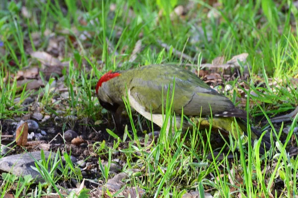 緑のキツツキ北コーカサスの麓の緑の草の中に赤い頭を持つピコスのヴィリディス — ストック写真