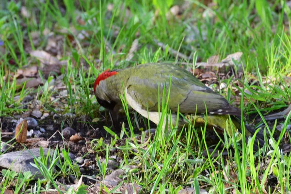 Picchio Verde Picus Viridis Con Testa Rossa Siede Nell Erba — Foto Stock