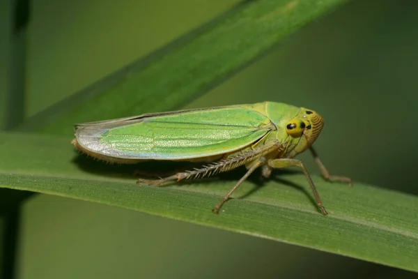 Macro Cicada Cicadella Viridis Com Patas Longas Sentadas Uma Folha — Fotografia de Stock