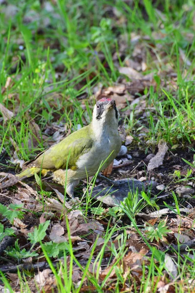 Pájaro Carpintero Verde Picus Viridis Con Una Gorra Roja Cabeza — Foto de Stock