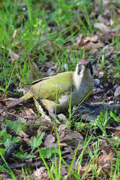 Nahaufnahme Des Sommerlichen Grünspechts Picus Viridis Mit Roter Mütze Auf — Stockfoto