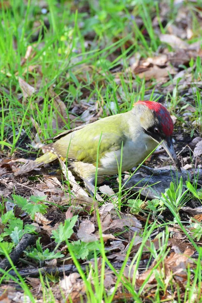 Primo Piano Del Picchio Verde Estivo Picus Viridis Con Berretto — Foto Stock