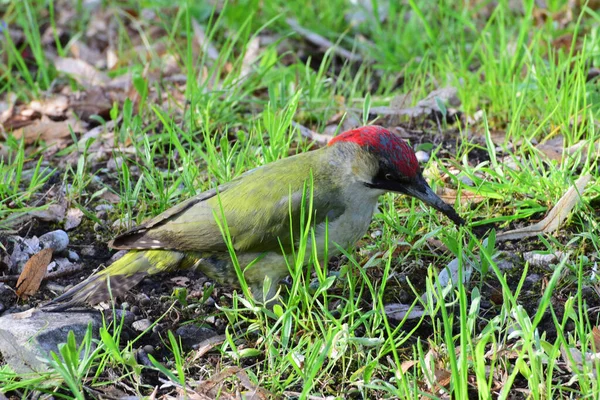 Kafasında kırmızı bir şapka olan ağaçkakan Picus Viridis Kuzey Kafkasya 'nın eteklerindeki yeşil çimenlerde oturuyor.