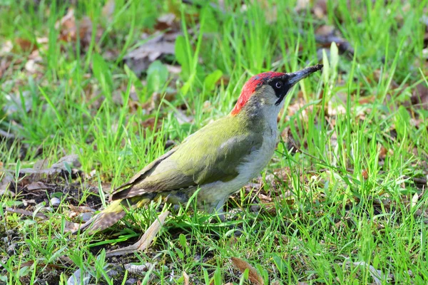 Θερινός Τρυποκάρυδος Picus Viridis Βρίσκεται Στο Πράσινο Γρασίδι Στους Πρόποδες — Φωτογραφία Αρχείου