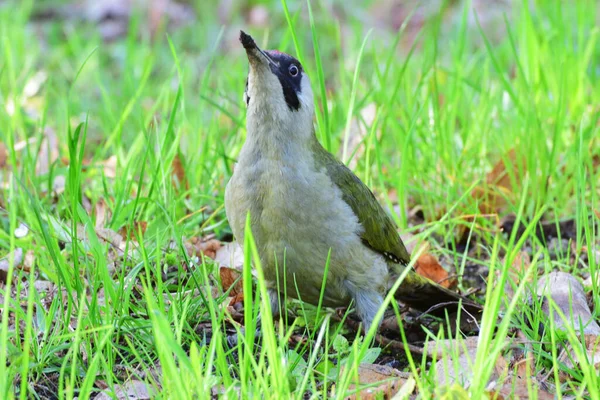 Letní Kavkazský Datel Picus Viridis Červenou Čepicí Černobílé Hlavě Sedí — Stock fotografie