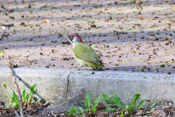 Joven Verano Pájaro Carpintero Caucásico Picus Viridis Con Plumas Blancas — Foto de Stock