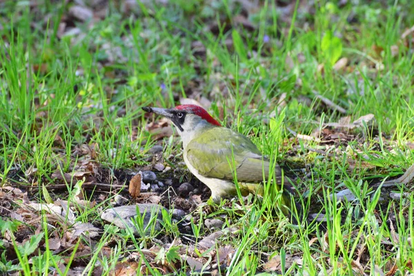 Pájaro Carpintero Verde Picus Viridis Con Una Cabeza Negra Roja — Foto de Stock