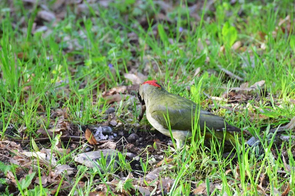 Pájaro Carpintero Verde Picus Viridis Con Una Gorra Roja Cabeza — Foto de Stock