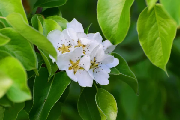 Fiori Bianchi Primaverili Pere Caucasiche Pyrus Communis Con Foglie Verdi — Foto Stock