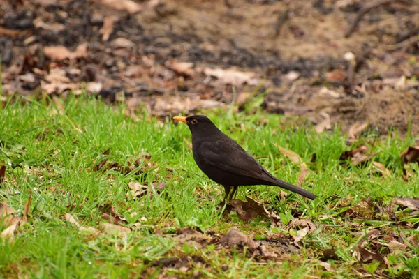 Black Caucasian Bird Turdus Merula Sits Ground Green Spring Grass — Stock Photo, Image