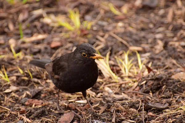 Uccello Nero Primaverile Turdus Merula Con Becco Giallo Trova Sul — Foto Stock