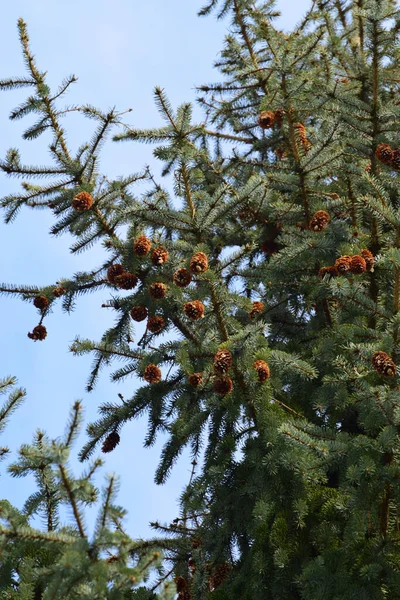 在北考卡苏山脚下的蓝天上 春天的枝条 蓝色的云杉 带有褐色果实的皮皮皮科植物 在蓝天的映衬下呈圆锥形 — 图库照片