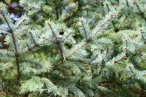 Våren Unga Grenar Blå Gran Picea Pungens Växer Foten Norra — Stockfoto