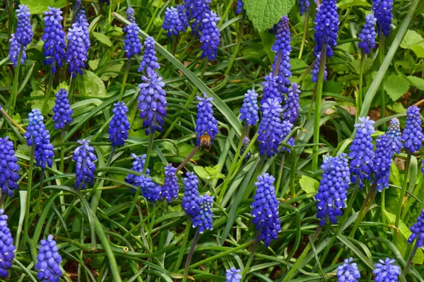  Muscari ihmalkarlığına yakın çekim mavi sümbül çiçekleri ve Anthophora plumipes bahar arıları Kuzey Kafkasya 'nın eteklerinde  