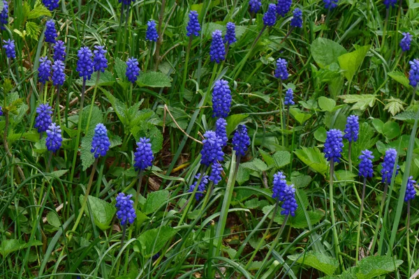 Sümbül 'ün mavi bahar çiçekleri Kuzey Kafkasya' nın eteklerindeki bir çayırda yetişiyor.                               