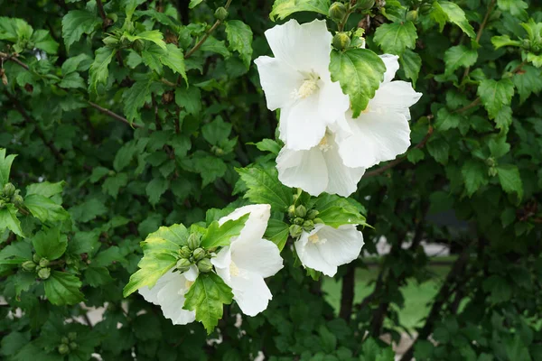 Zbliżenie Białych Kwiatów Pąków Liśćmi Hibiscus Syriacus Rosnącymi Podnóża Kaukazu — Zdjęcie stockowe