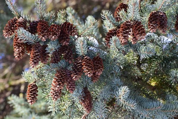 Zweige Eines Blauen Weihnachtsbaums Picea Pungens Mit Offenen Braunen Zapfen — Stockfoto
