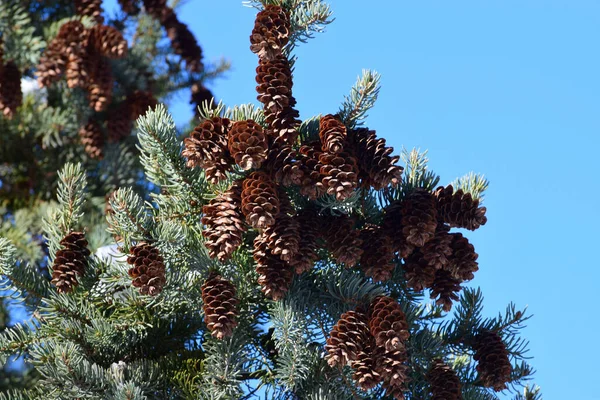 Крупным Планом Ветви Голубой Ели Picea Красуется Коричневыми Открытыми Конусами — стоковое фото