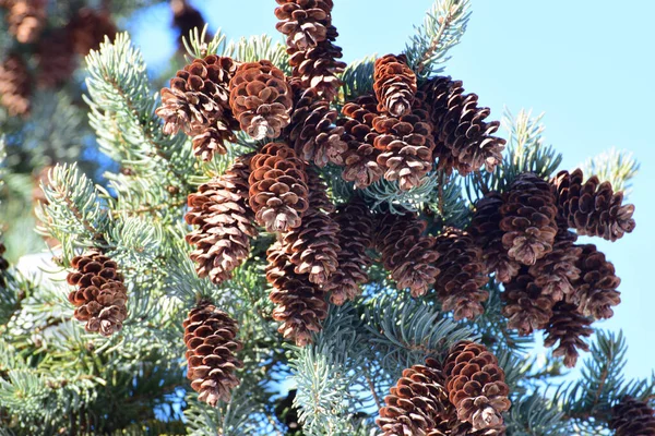 Großaufnahme Von Zweigen Der Blautanne Picea Pungens Mit Braunen Und — Stockfoto