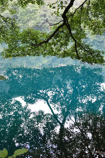 Gałęzie Lipy Zielonymi Liśćmi Nad Błękitną Wodą Jeziora Krasowego Latem — Zdjęcie stockowe