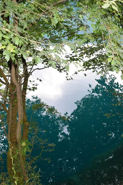 Gałęzie Lipy Zielonymi Liśćmi Nad Krasem Błękitnym Jeziorem Latem Wąwozie — Zdjęcie stockowe