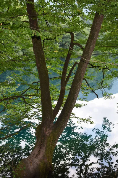 Vista Uma Árvore Com Ramos Verdes Verão Desfiladeiro Cherek Balkarian — Fotografia de Stock
