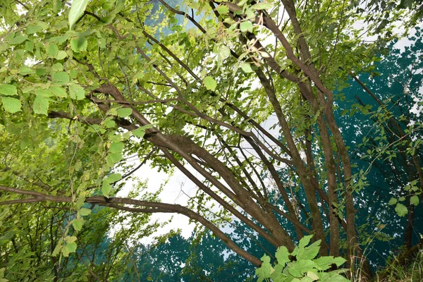 Gałęzie Lipy Zielonymi Liśćmi Nad Krasem Błękitnym Jeziorem Latem Wąwozie — Zdjęcie stockowe