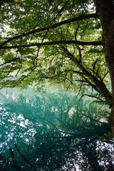 Άποψη Μιας Karst Λίμνης Πράσινα Κλαδιά Και Φύλλα Στα Δέντρα — Φωτογραφία Αρχείου