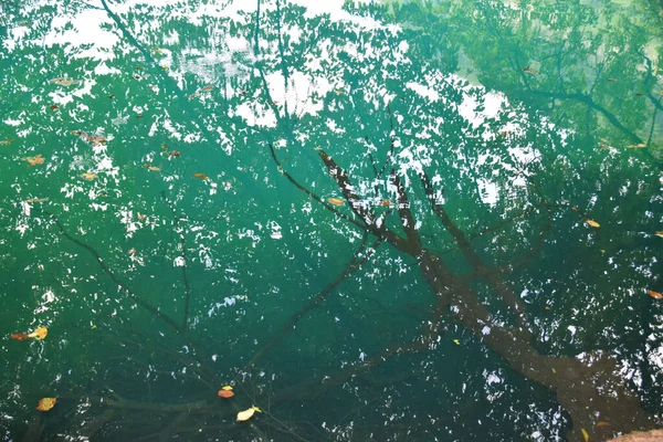 Blick Auf Das Wasser Eines Karstsees Mit Blättern Sommer Der — Stockfoto