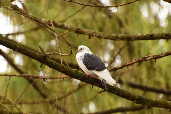 Весняний Білий Кавказький Голуб Колумба Відпочиває Гілці Дерева Парку Передгір — стокове фото