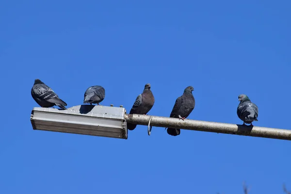 Rebanho Pombos Selvagens Cinzentos Cinco Pássaros Senta Uma Lanterna Sopé — Fotografia de Stock