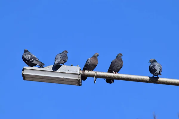 Fünf Wilde Tauben Ruhen Auf Einer Laterne Gegen Den Blauen — Stockfoto
