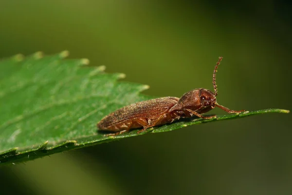 Close Van Een Kaukasische Bruine Kever Van Het Geslacht Cryptophagidae — Stockfoto