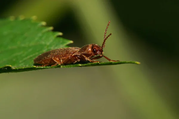 Macro Brown Beetle Genus Cryptophagidae Sitting Green Leaf White Nettle — Stock Photo, Image