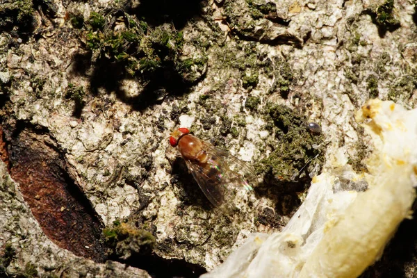 Close Van Bruine Vliegen Delia Florilega Bruine Paddestoel Mycelium Groeit — Stockfoto