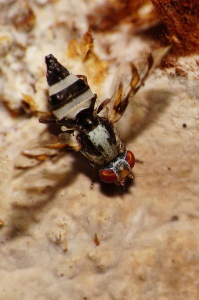 Macro Small Motley Fly Myennis Octopunctata Red Eyes Mottled Wings —  Fotos de Stock