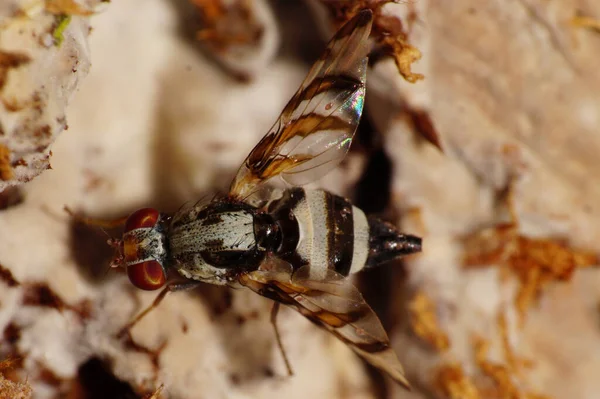 Mosca Myennis Octopunctata Con Ojos Rojos Sobre Micelio Marrón Hongo — Foto de Stock